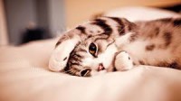 /album/cuki-kepek/images-1-jpg/